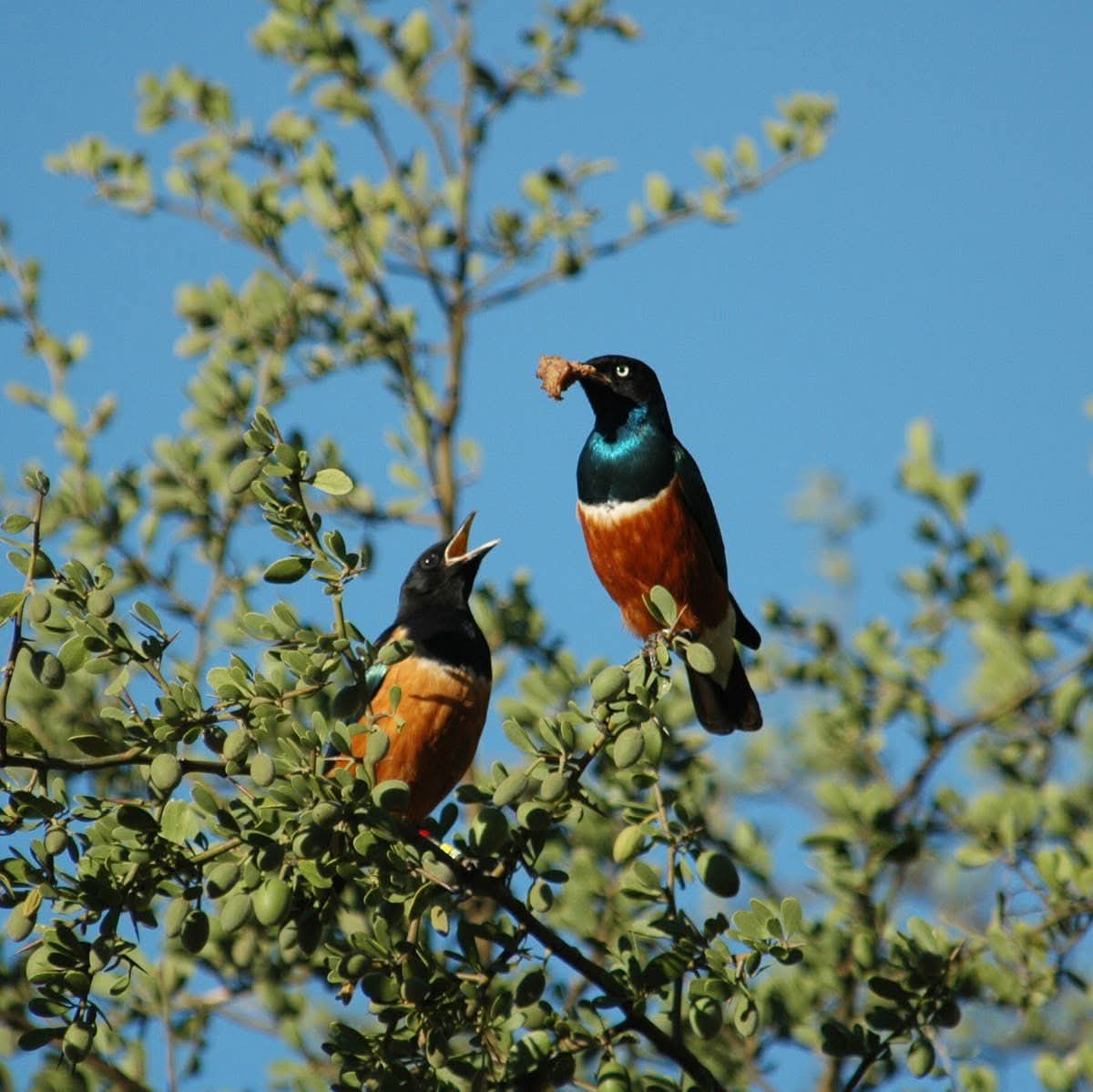 ABOUT KENYA BIRDING